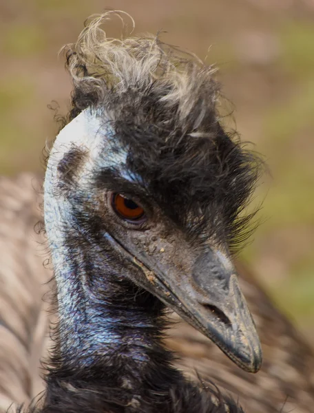 Emu tête d'oiseau en détail — Photo