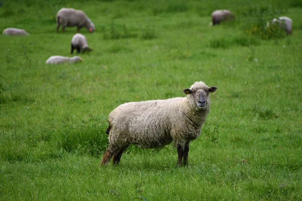 Schafe auf der grünen Wiese — Stockfoto