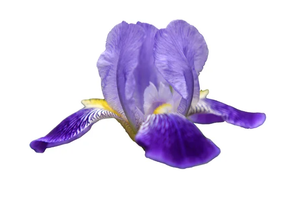 Iris çiçek renk bloom — Stok fotoğraf