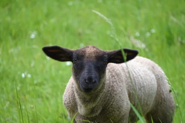 Moutons sur prairie verte — Photo