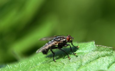 Güneşli bir günde ahşap üzerine sinek