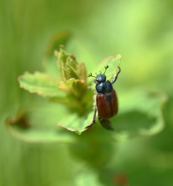 Cockchafer böceği bahar zamanında