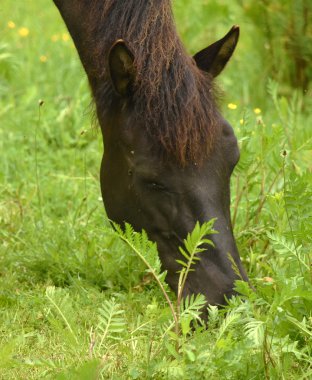 Pieniny dağlarda at Başkanı