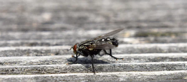 Fly on wood in sunny day — Stock Photo, Image