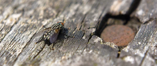 Fly on wood in sunny day — Stock Photo, Image