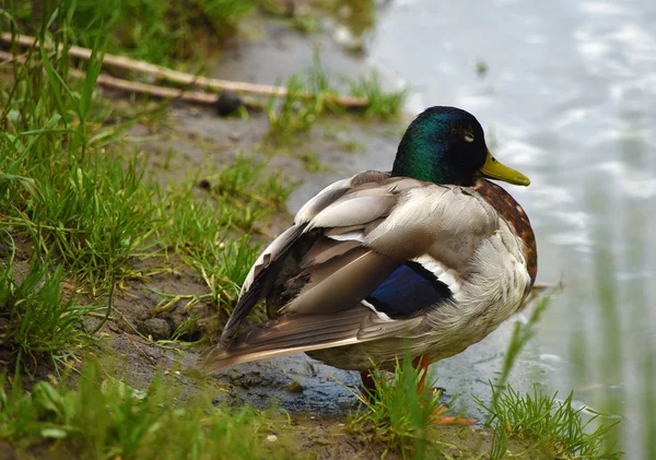 Ducks near river Dunajec — Stock Photo, Image