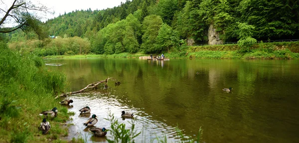 Patos perto do rio Dunajec — Fotografia de Stock