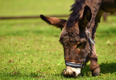 Vahşi equus çim yeme