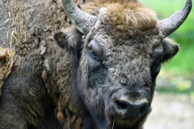 Avrupa bizonu kafa uzun boynuz ile