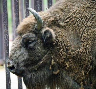 Avrupa bizonu kafa uzun boynuz ile