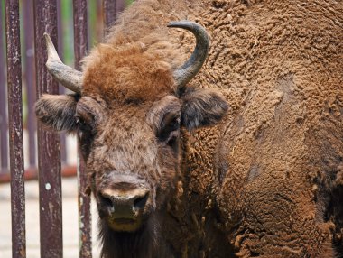 Avrupa bizonu kafa uzun boynuz ile