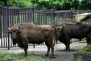 Avrupa bizonu kafa uzun boynuz ile