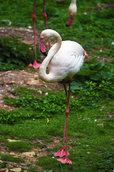 Flamingo pássaro na grama verde — Fotografia de Stock