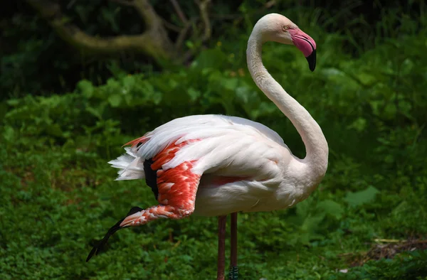 Flamingo pássaro na grama verde — Fotografia de Stock