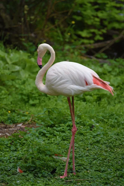 Flamingo bird on green grass — Stock Photo, Image