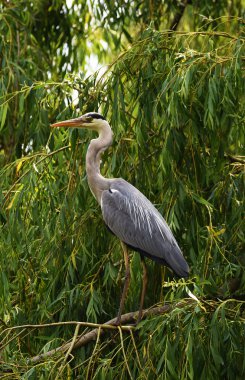 Balıkçıl kuş yeşil ağaç üzerinde