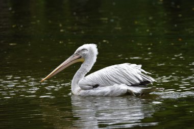 Pelikan kuşu yeşil gölet