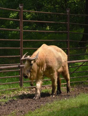 Budorcas hayvan Chomutov Zoo Park'ta takin