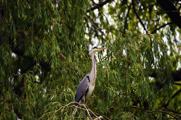 Heron bird on green tree — Stock Photo, Image