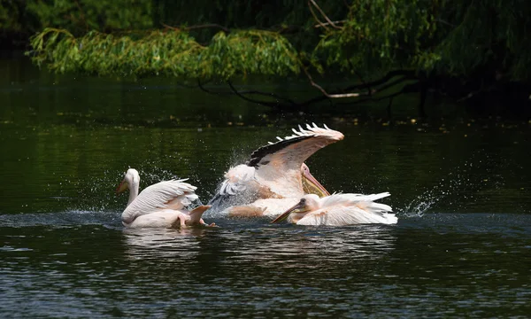 Pelikanvogel im grünen Teich — Stockfoto