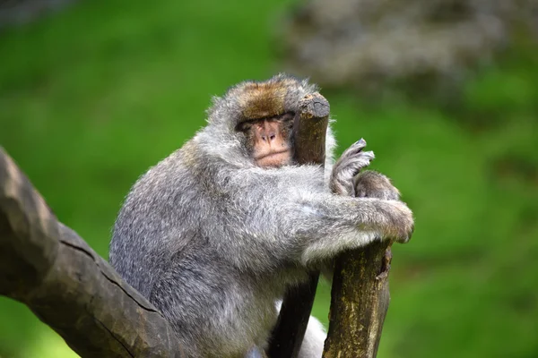 Macaque monyet berbaring di hari yang panas — Stok Foto