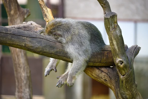 Makaak monkey liggen in warme dag — Stockfoto