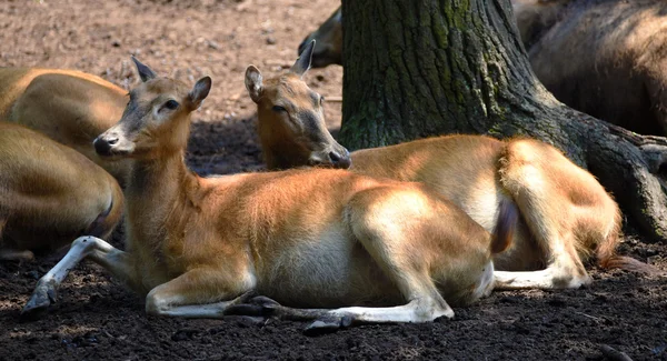 여성 및 남성 deers의 그룹 — 스톡 사진