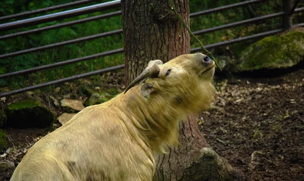 Budorcas dier Takin in Chomutov Zoo park — Stockfoto