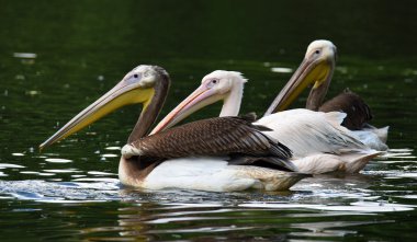 Pelikan kuşu yeşil gölet