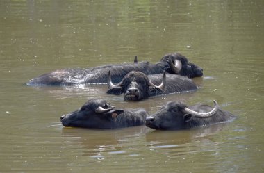 Havuzda su aygırı dinlenme