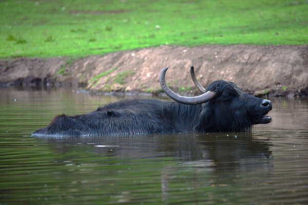 Water buffalo rest in pond