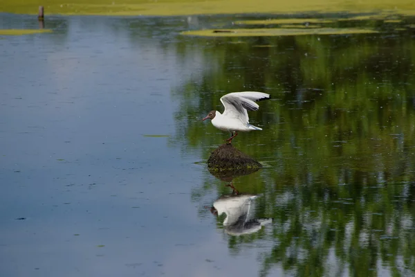 Mouettes oiseaux survolant l'étang — Photo