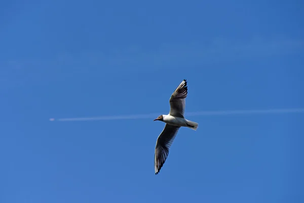 Pájaros gaviotas volando sobre estanque — Foto de Stock