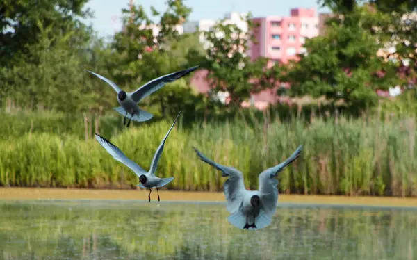 Gölet üzerinde uçan martı kuşları — Stok fotoğraf