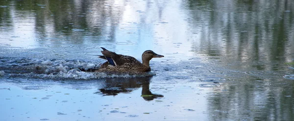 Canard sur l'étang en ville — Photo