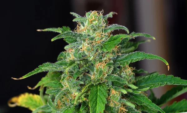 Esrar, Beyaz Rus çeşitli