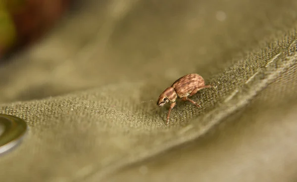 Scarabeo marrone sulla tuta — Foto Stock