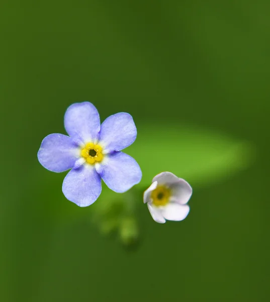 Kwiat, zapomnij o mnie nie w trawie — Zdjęcie stockowe