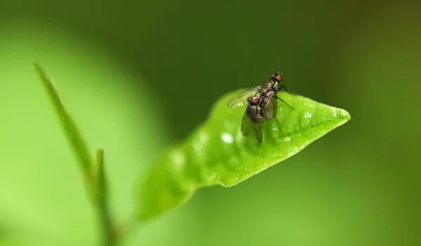 Due mosche su foglia verde — Foto Stock