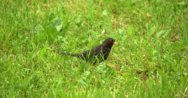 Чорний птах у зеленій весняній траві — стокове фото