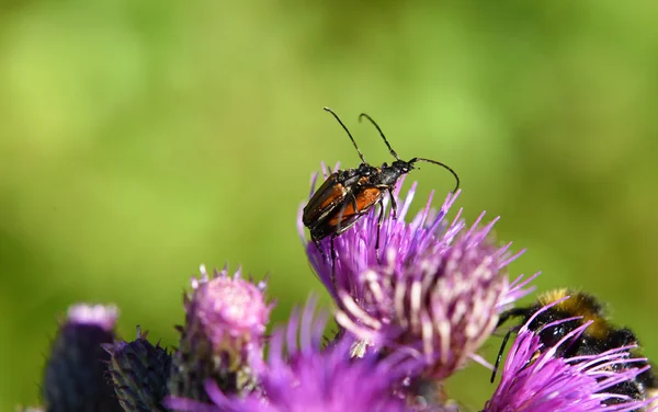 Ground beetle on thistle flower — Stock Photo, Image
