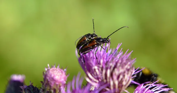 Střevlík na květu bodláku — Stock fotografie