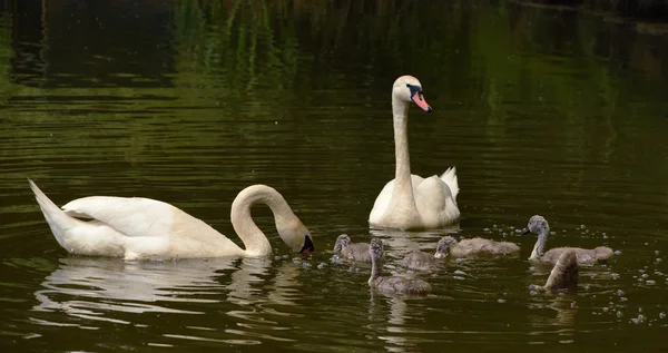 Семья лебедей на пруду — стоковое фото