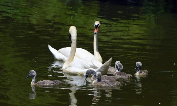 Familj med fåglar som svanar på dammen — Stockfoto