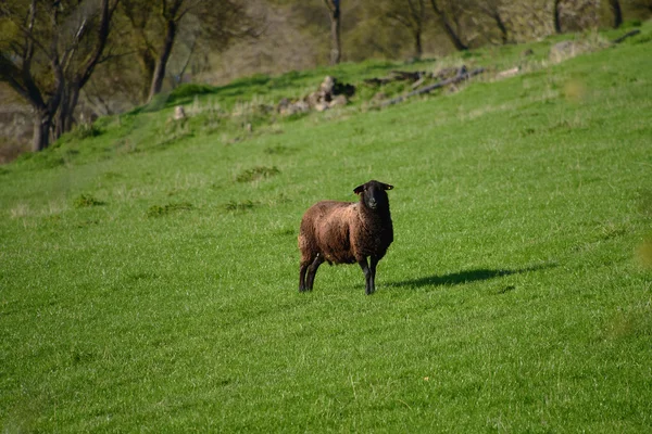 Ovejas en prado verde —  Fotos de Stock