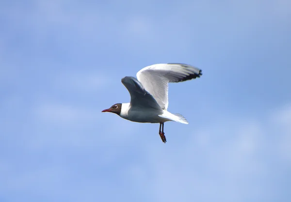 Måsarna fåglar flyger över dammen — Stockfoto
