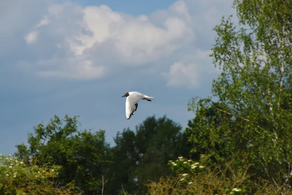 Seagulls birds flying over pond — Stock Photo, Image