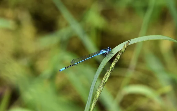 Синяя тонкая стрекоза сидит на траве — стоковое фото