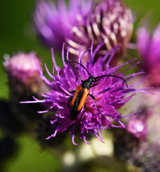 Ground beetle on thistle flower — Stock Photo, Image