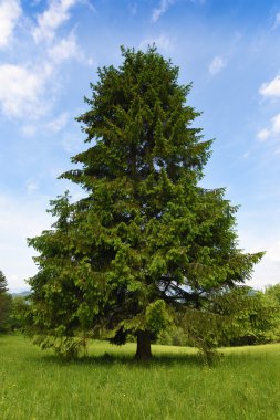 Dağlar Pieniny Slovakya ve Polonya